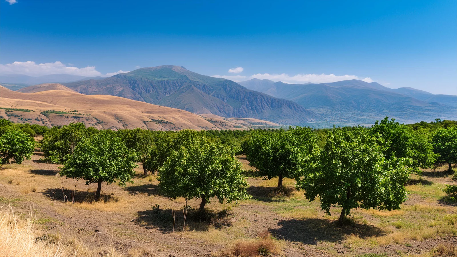 pistachio orchard