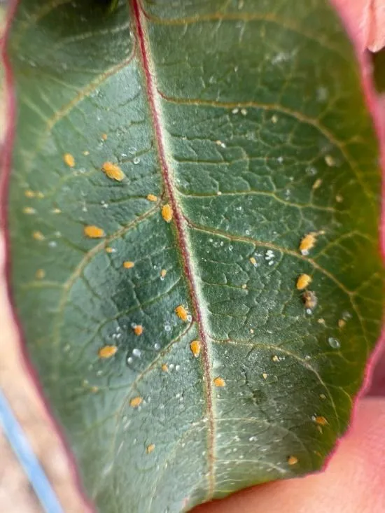psyllid1